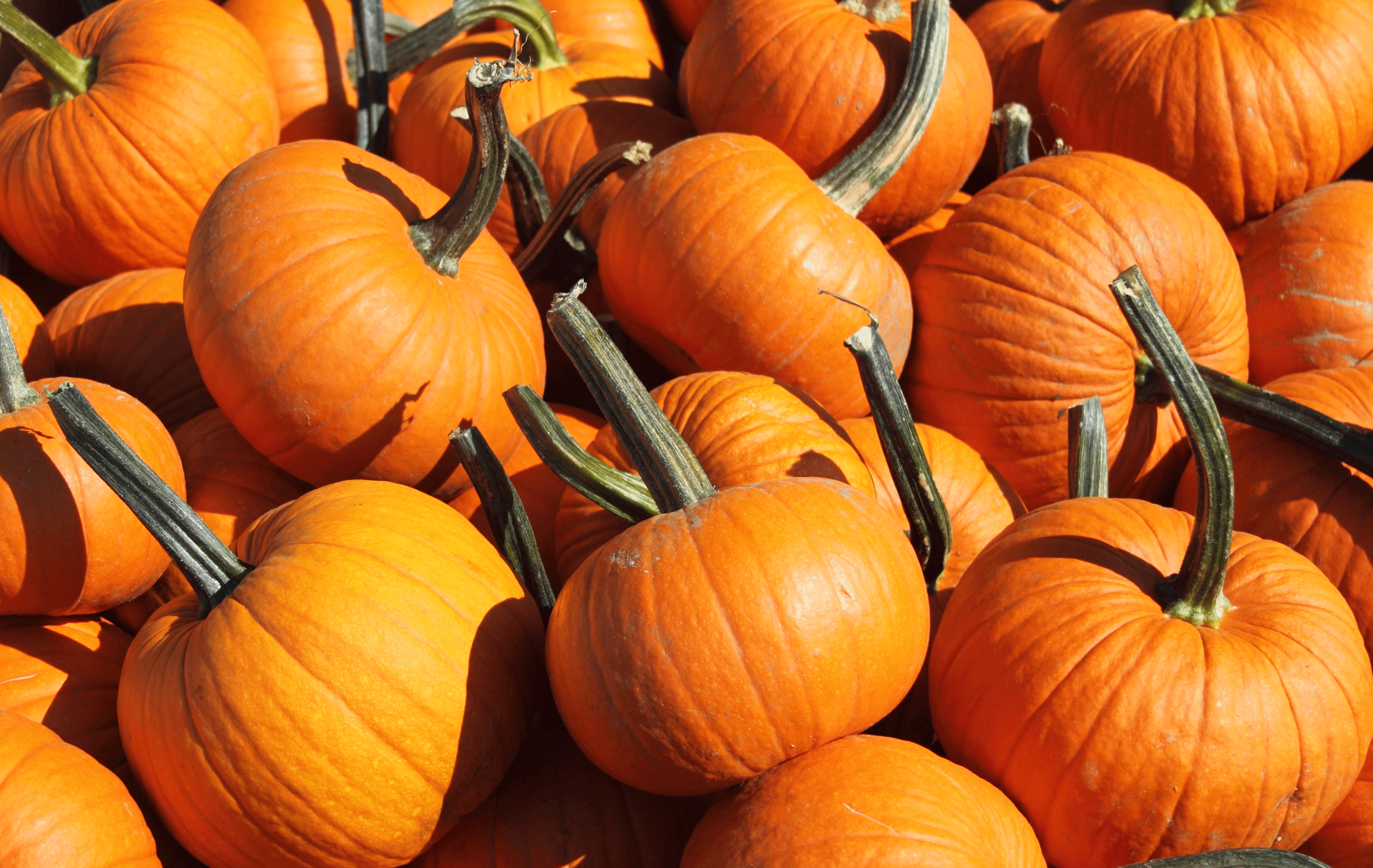 pumpkin-big
